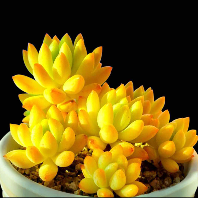 轩林美 黄色系 金色 多肉 多肉植物 带香味 萌肉 黄美人单头4-5公分