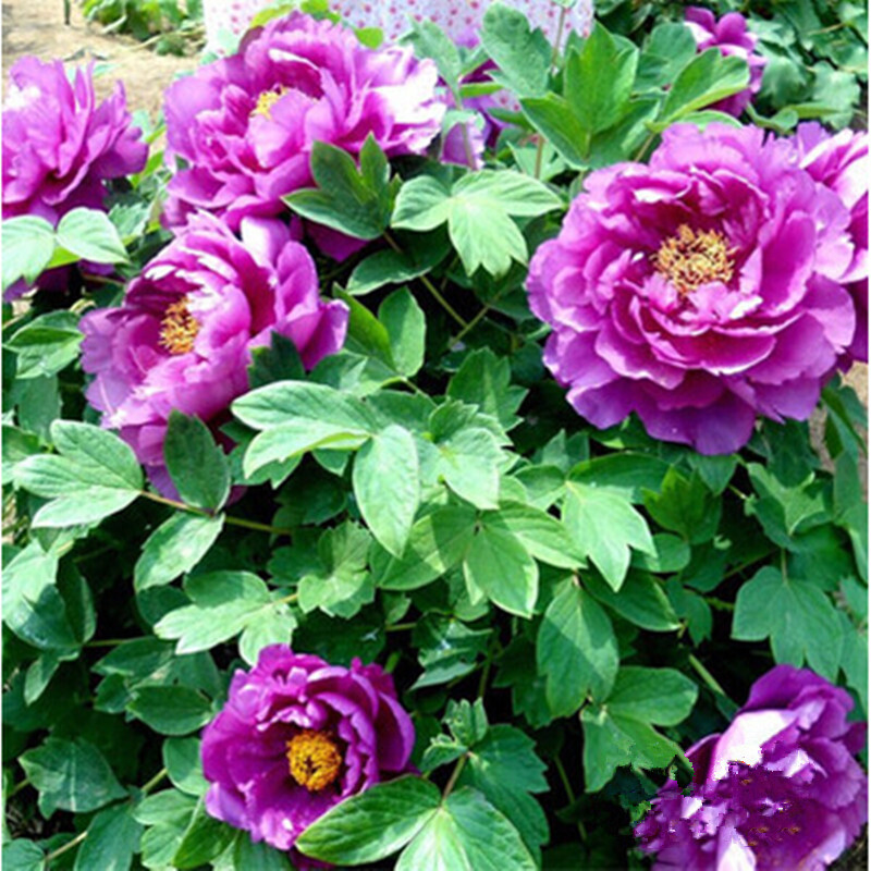 牡丹树苗 当年开花 室内阳台花卉绿植盆栽 庭院绿植 观花植物 魏紫 5