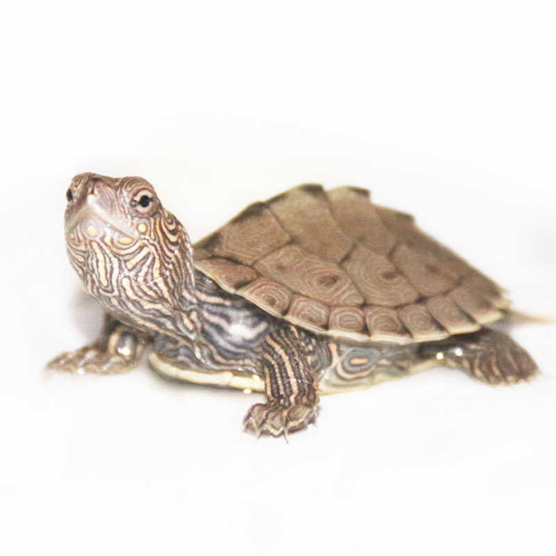 大脸兔 地图龟活体龟观赏龟外塘深水龟小乌龟宠物乌龟活物 地图龟4