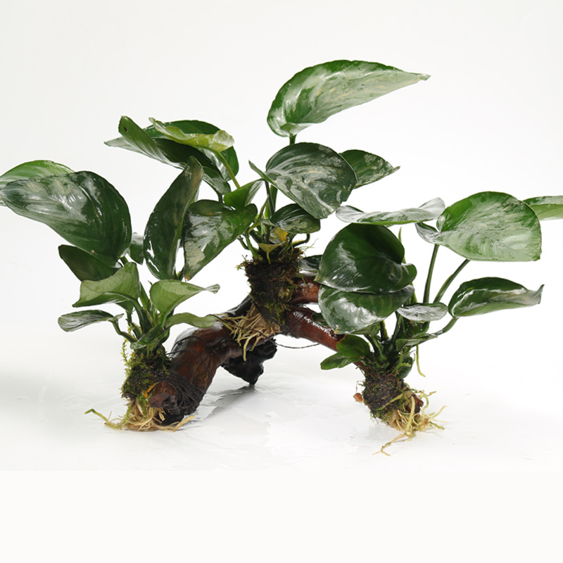 森悠(saryor)鱼缸造景水草 装饰水榕沉木净化水质辣椒榕有茎类实体活