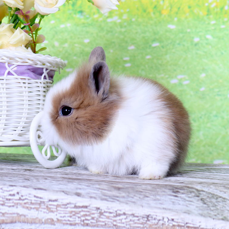 侏儒兔活体迷你海棠 小体活物宠物兔长不大 黄白道奇侏儒兔2只(情侣)
