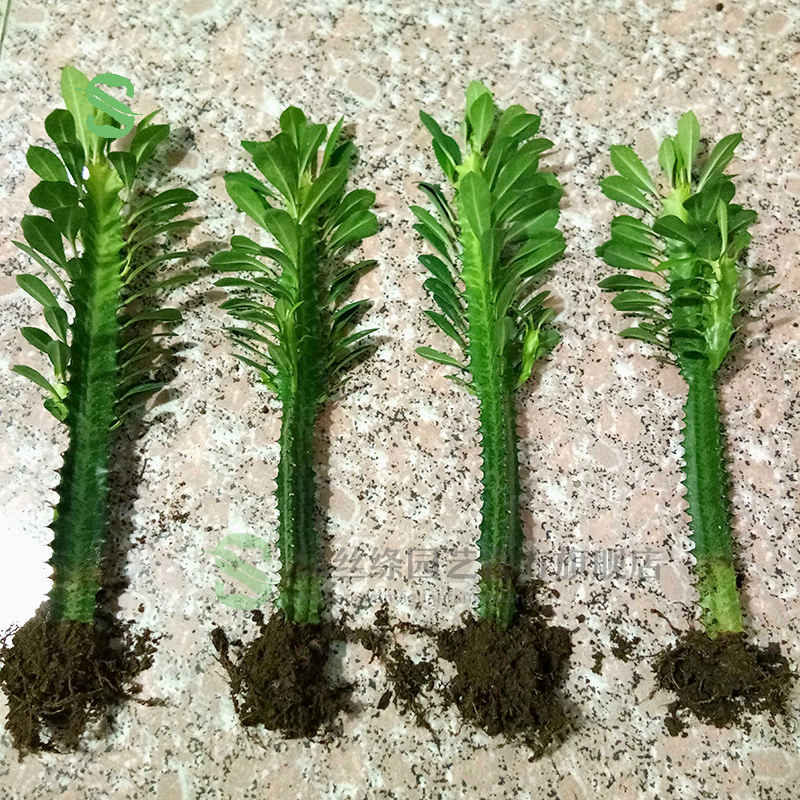 苏购紫龙骨绿龙骨 仙人掌大盆栽巴西龙骨 仙人柱 单颗青龙骨(30cm左右