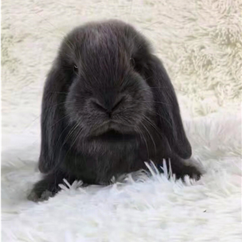贵卡 宠物兔子活体垂耳兔 凤眼 道奇垂耳兔子活物 包风险 礼物送亲友