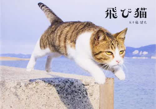 现货 【深图日文】飛び猫 飞猫 猫咪写真 五十嵐健太 kadokawa
