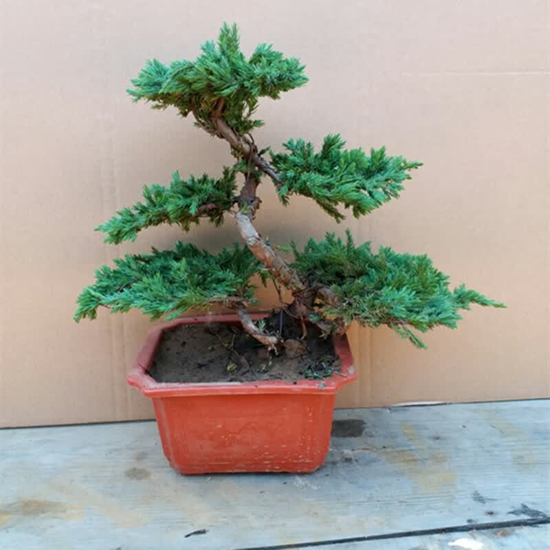 昊兰诺雅兰阁微型地柏盆景迎客松绿植盆栽花卉五针松罗汉松茶花海棠