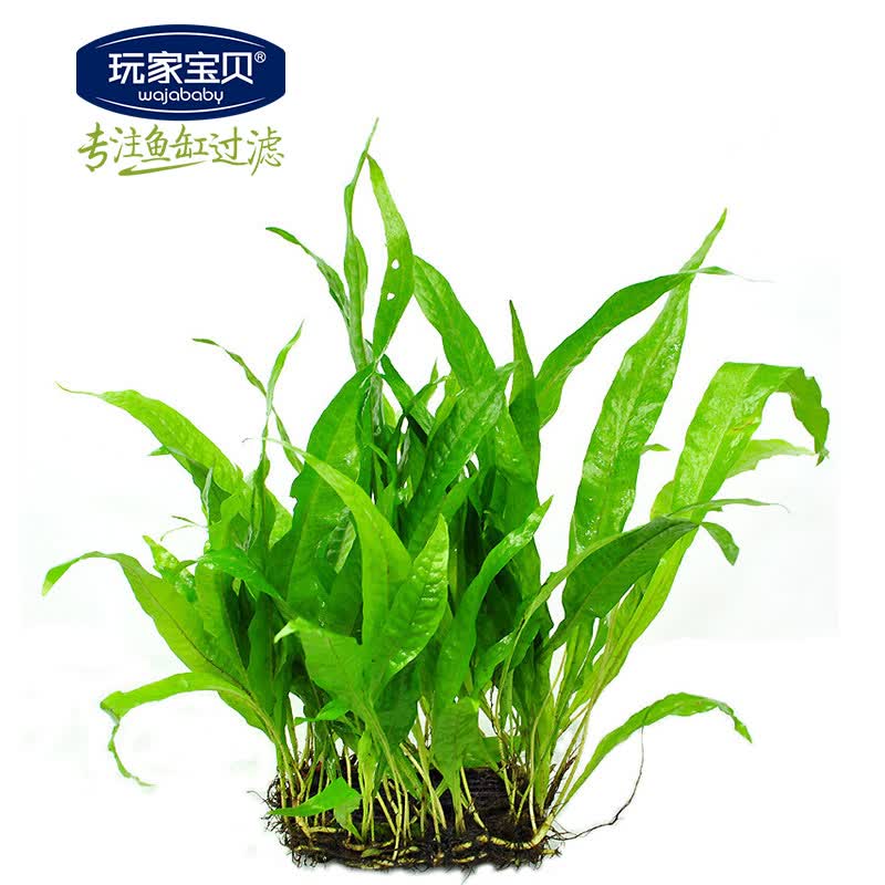 玩家宝贝鱼缸造景水草水族水草皇冠细叶铁皇冠中前景鱼缸水草(3块装)
