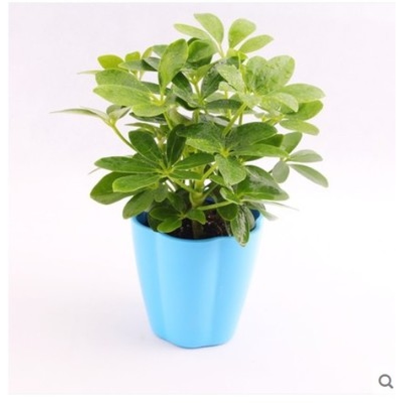 叹为观止大型植物鸭脚木办公室室内客厅大盆景植物盆栽花卉绿植苗八方来财 90到1米高如此图展示 含盆