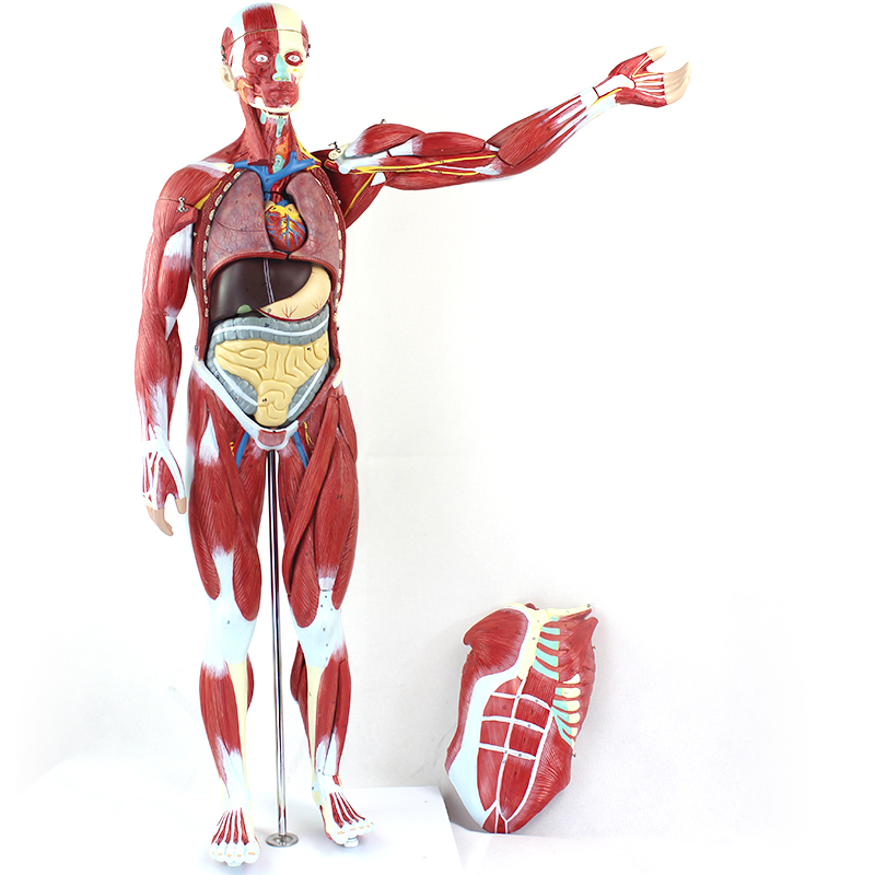 ENOVO颐诺 人体全身肌肉附内脏模型 美术健身艺用人体肌肉解剖标本全科医生住院医师培训
