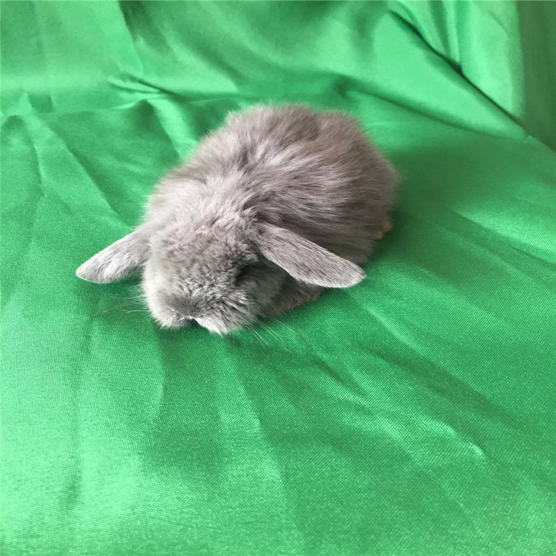 灵狐之家 长毛垂耳兔宠物小兔子宠物兔活体垂耳迷你活体 紫灰色垂耳兔