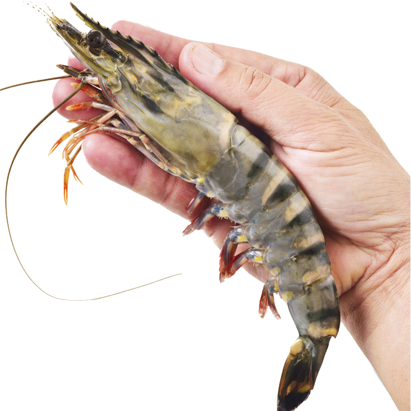 京东生鲜泰国活冻黑虎虾（巨型限量款）1.8kg 32-40只/盒 礼盒装 海鲜水产
