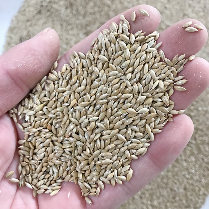 清风苑 进口加纳利子/鹦鹉鸟食/油尖粟/白尖粟 草庐籽鸟粮/鸽粮 500克