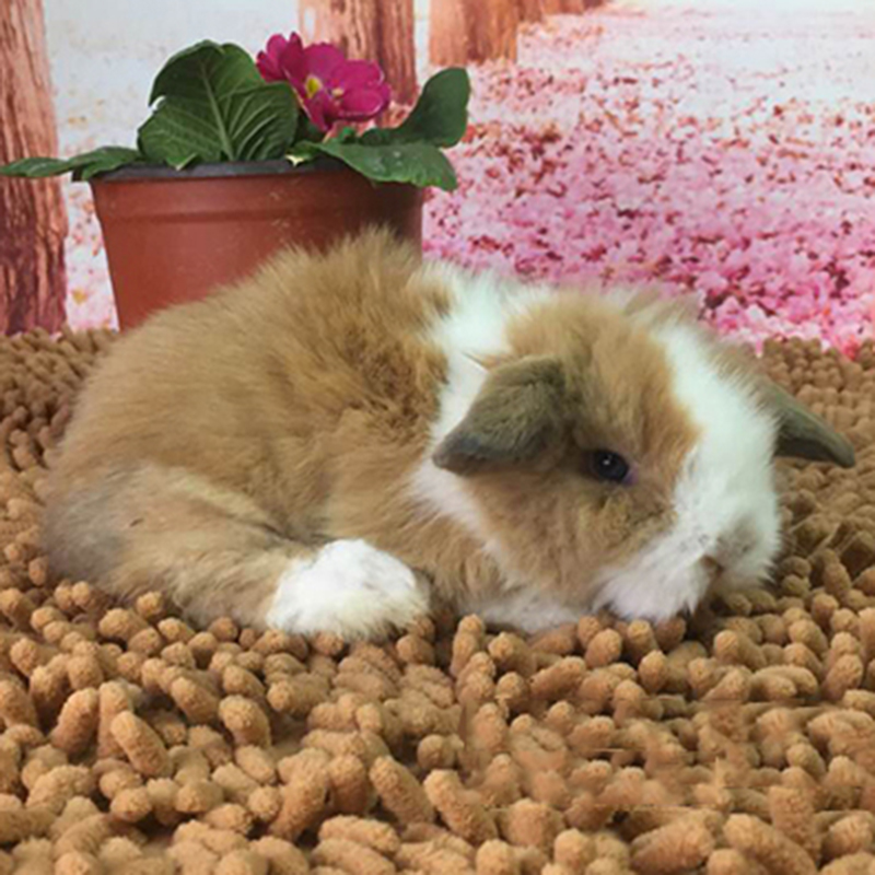 贵卡 宠物兔子活体垂耳兔 凤眼 道奇垂耳兔子活物 包风险 礼物送亲友