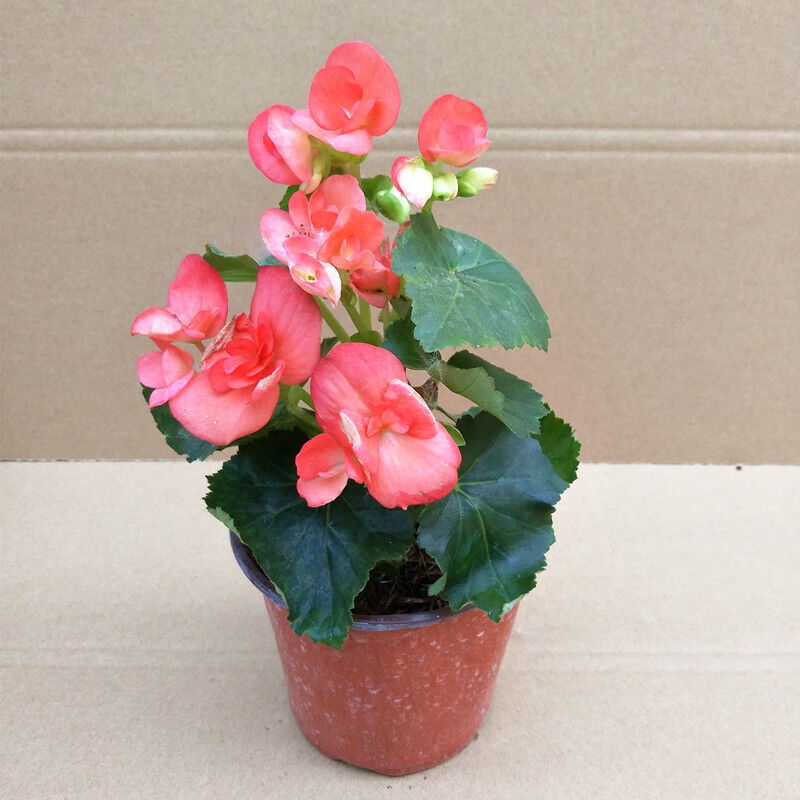 花卉绿植 玫瑰海棠花苗重瓣 丽格海棠花桌面阳台室内庭院盆栽 四季