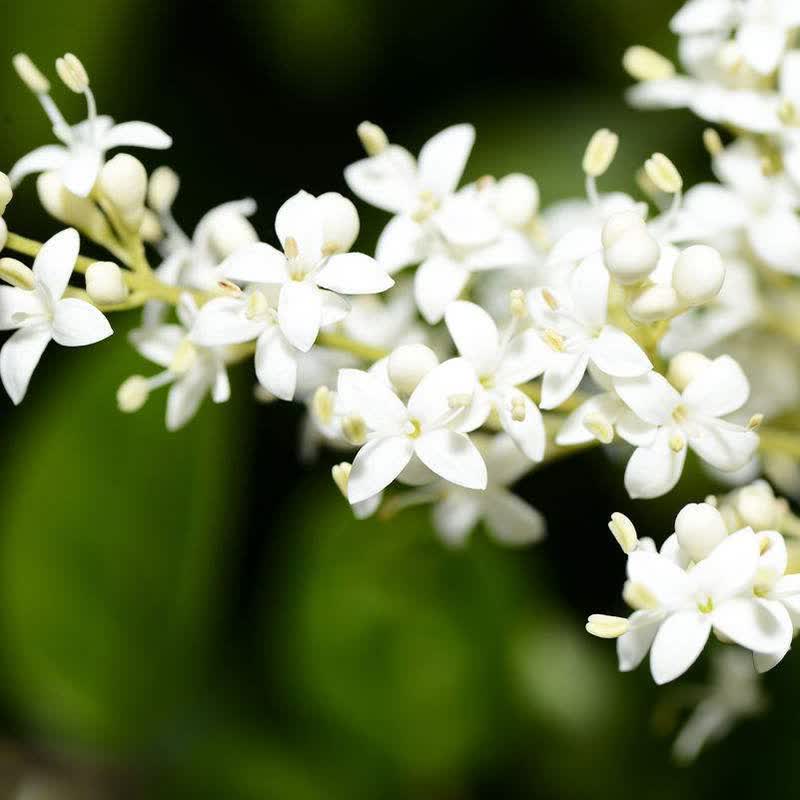 梦族园林(mengzuyuanlin) 夜来香花种子盆栽花卉植物 阳台庭院 晚香玉