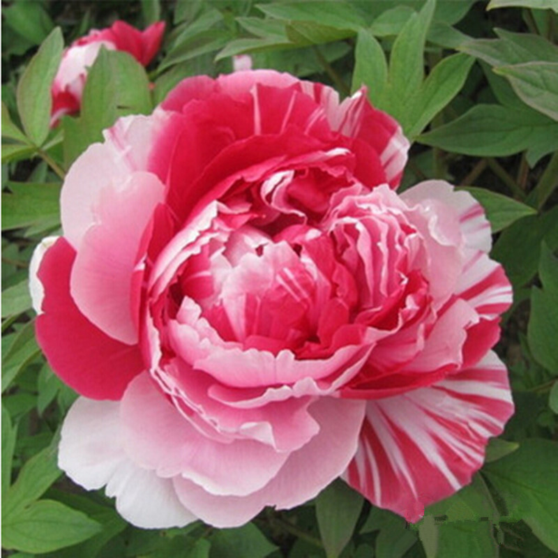 牡丹树苗 当年开花 室内阳台花卉绿植盆栽 庭院绿植 观花植物 金二乔