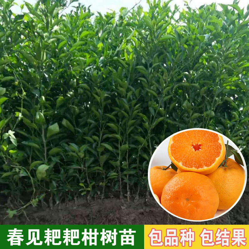 春见柑橘修枝技术视频教程大全(春靓柑桔树的修剪)