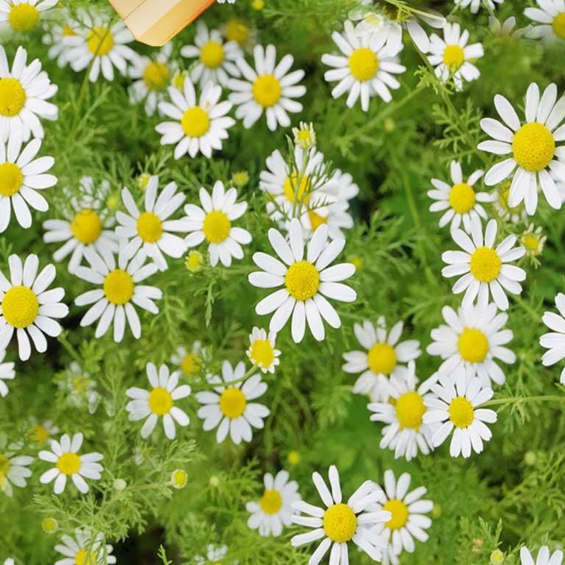 野菊花种子 药用泡茶菊花种子野黄菊花山坡路边野生山菊花多年生 半斤