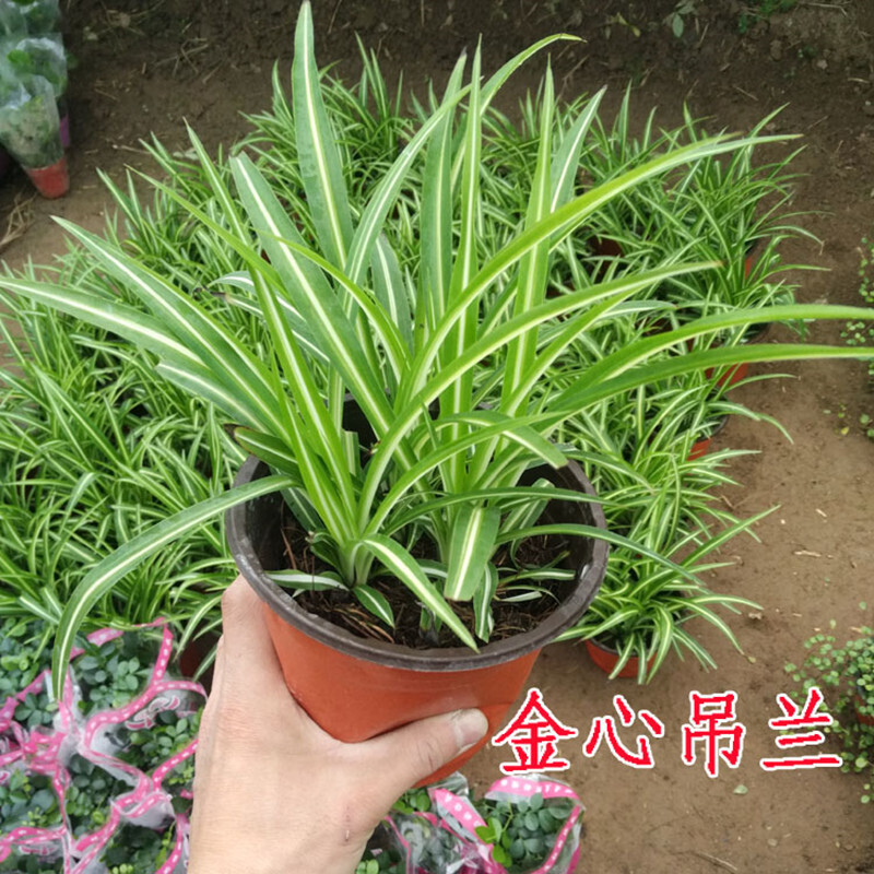 水培植物盆栽花卉绿植 金心吊兰 不含盆