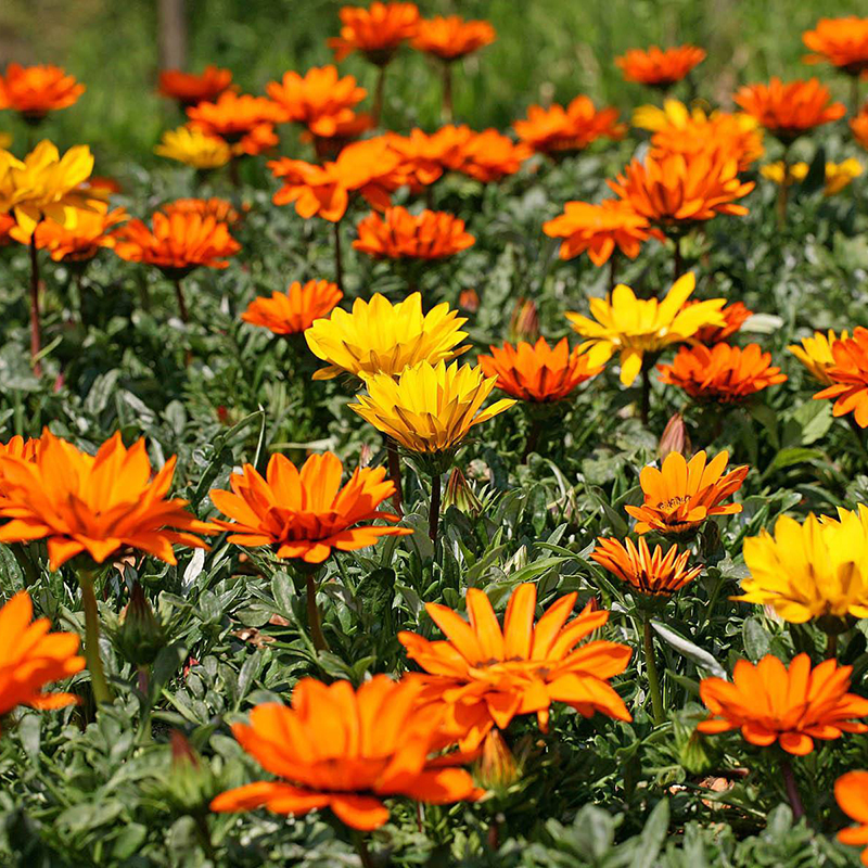 梦族园林(mengzuyuanlin) 勋章菊种子多年生花种子室内阳台盆栽花草