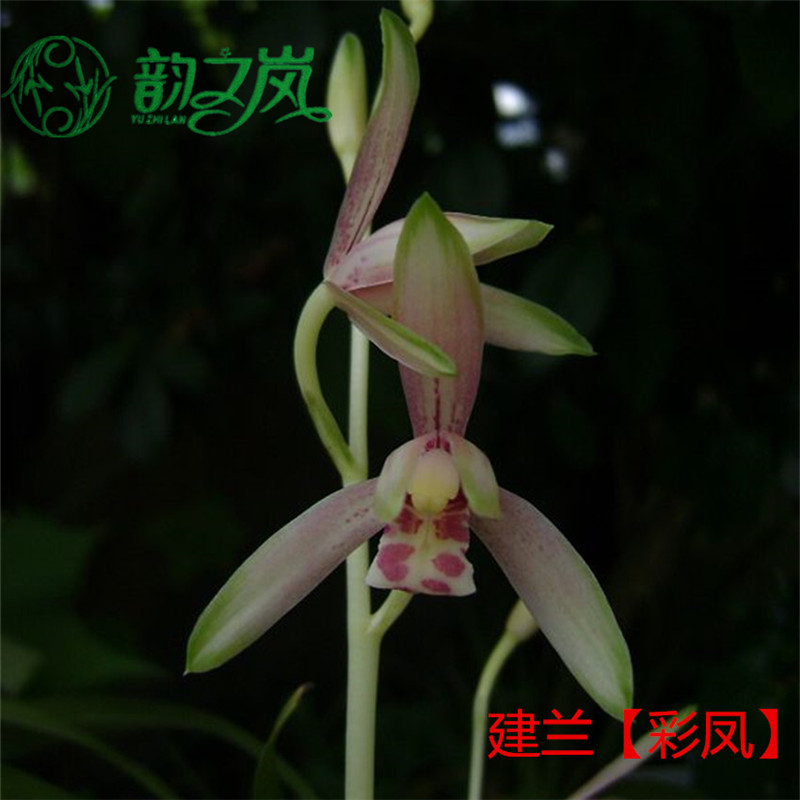 韵之岚兰花苗 建兰彩凤 先明艺浓香复色花室内室外绿植兰草花卉盆栽好