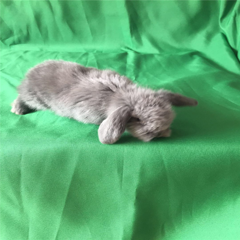 灵狐之家 长毛垂耳兔宠物小兔子宠物兔活体垂耳迷你活体 紫灰色垂耳兔