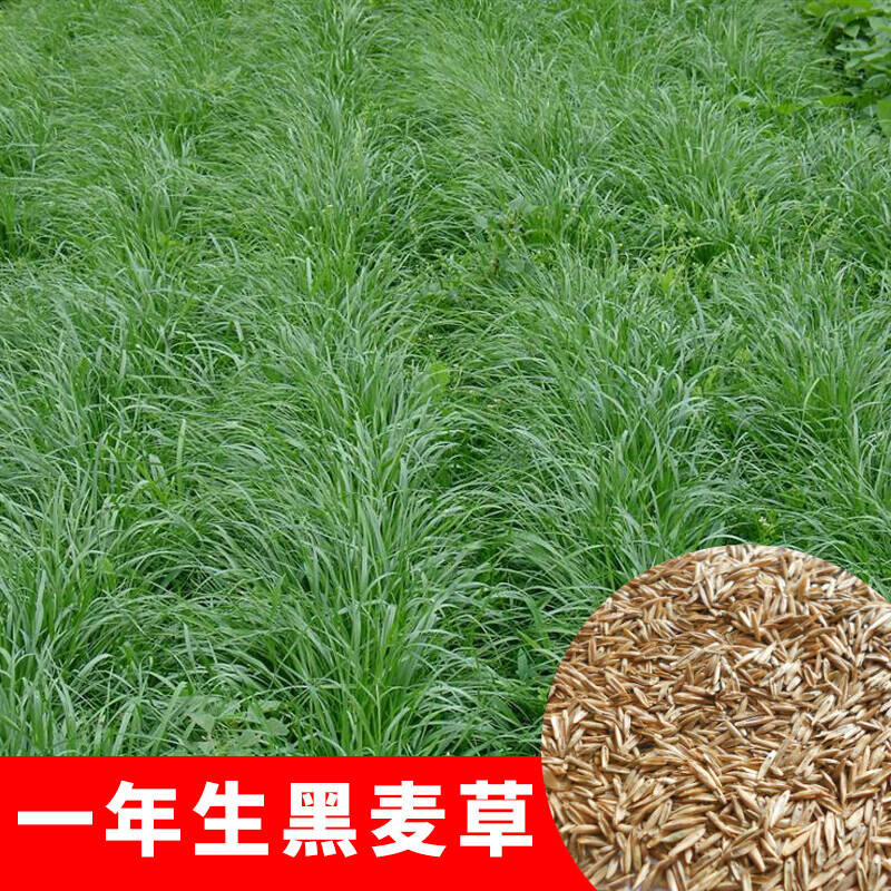 草坪种子 美国四季青草籽 狗牙根高羊茅黑麦草护坡别墅高尔夫球场绿化