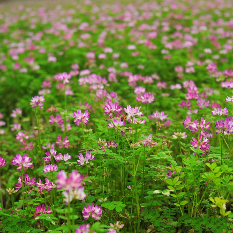 梦族园林(mengzuyuanlin) 紫云英种子红花草食用野菜 养蜂蜜源 绿肥