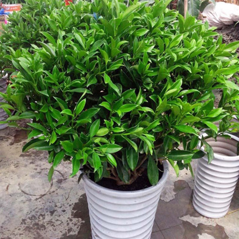 家中有果室内客厅高档盆栽花卉非洲茉莉花苗植物盆景四季常青茉莉花