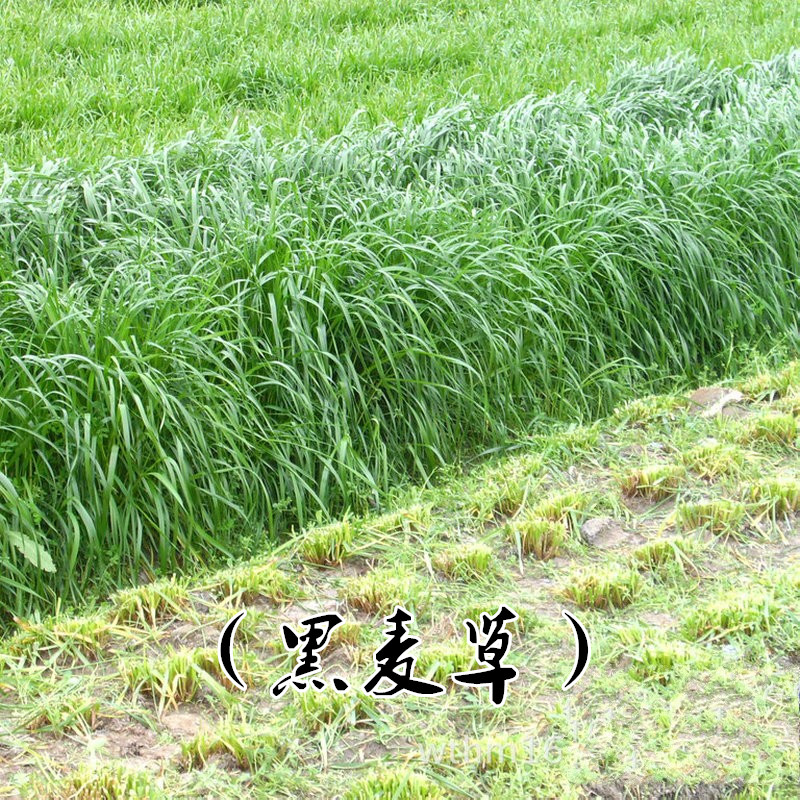 紫花苜蓿草种子 进口牧草多年生南北方黑麦草种牛羊兔畜牧草 一年生