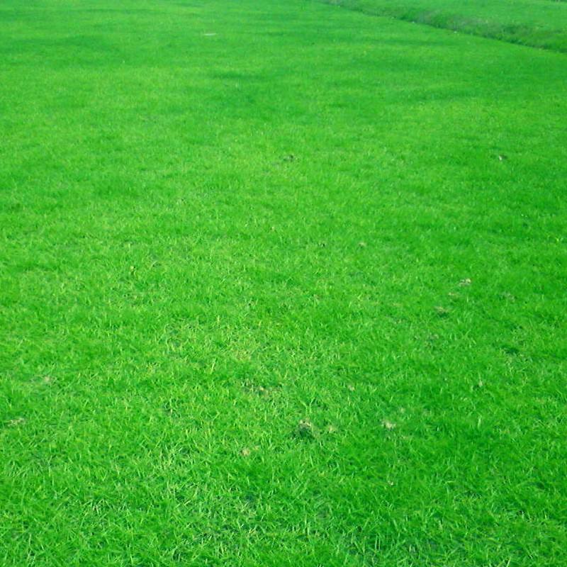 梦族园林(mengzuyuanlin) 草坪种子 碱茅草种子 四季长青草籽 抗逆性