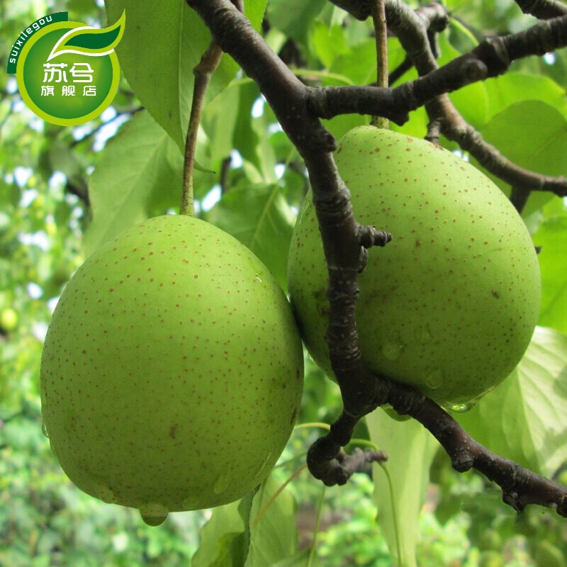 当年结果苗梨树苗南方北方种植 盆栽地栽 梨树苗 当年结果 中华玉梨