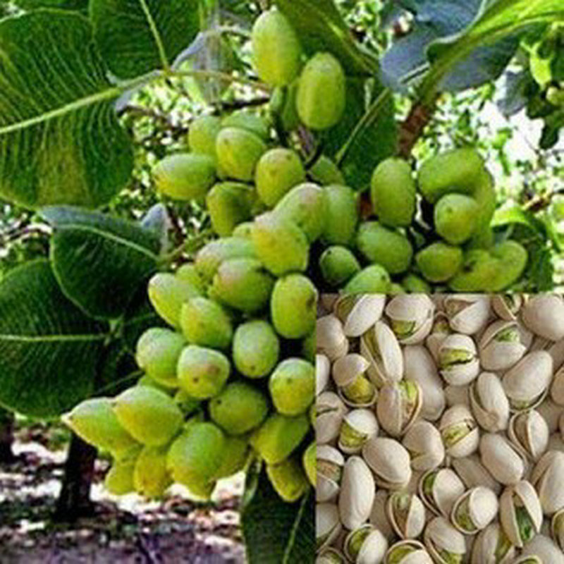 清晨露水园艺开心果苗盆栽地栽开心果果树苗开心果树苗绿仁开心果苗