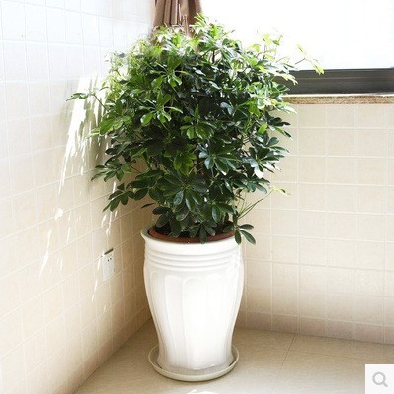 叹为观止大型植物鸭脚木办公室室内客厅大盆景植物盆栽花卉绿植苗八方来财 90到1米高如此图展示 含盆