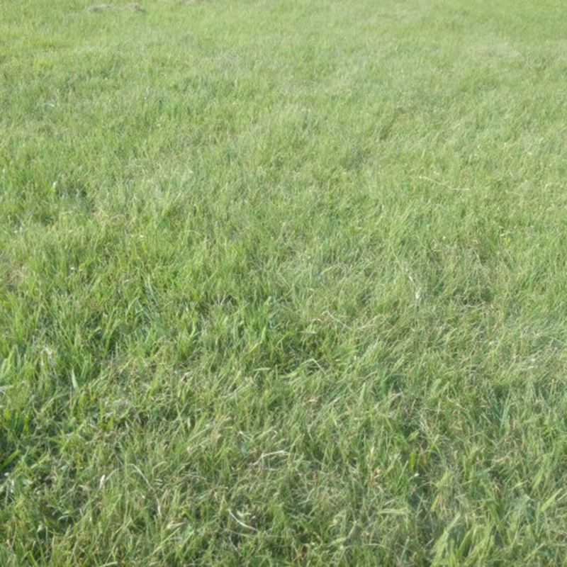 梦族园林(mengzuyuanlin) 暖季型草坪种子 野牛草种子 水牛草种子