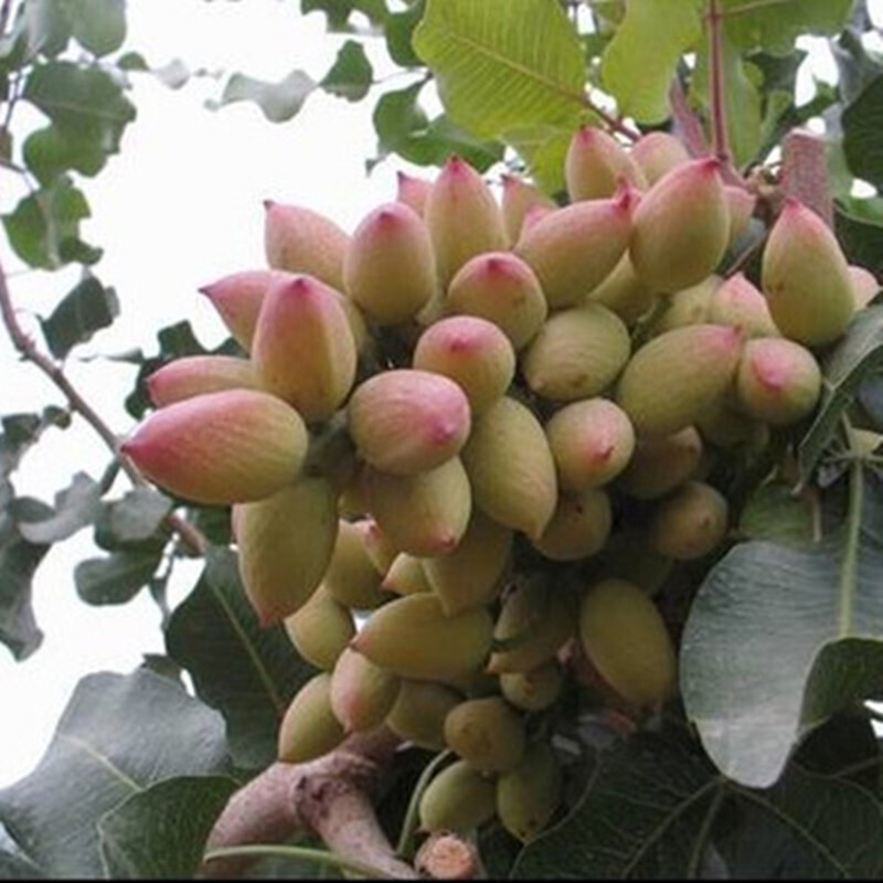 开心果苗 庭院盆栽地栽果树苗 绿仁开心果树苗 南北方种植 易成活 绿