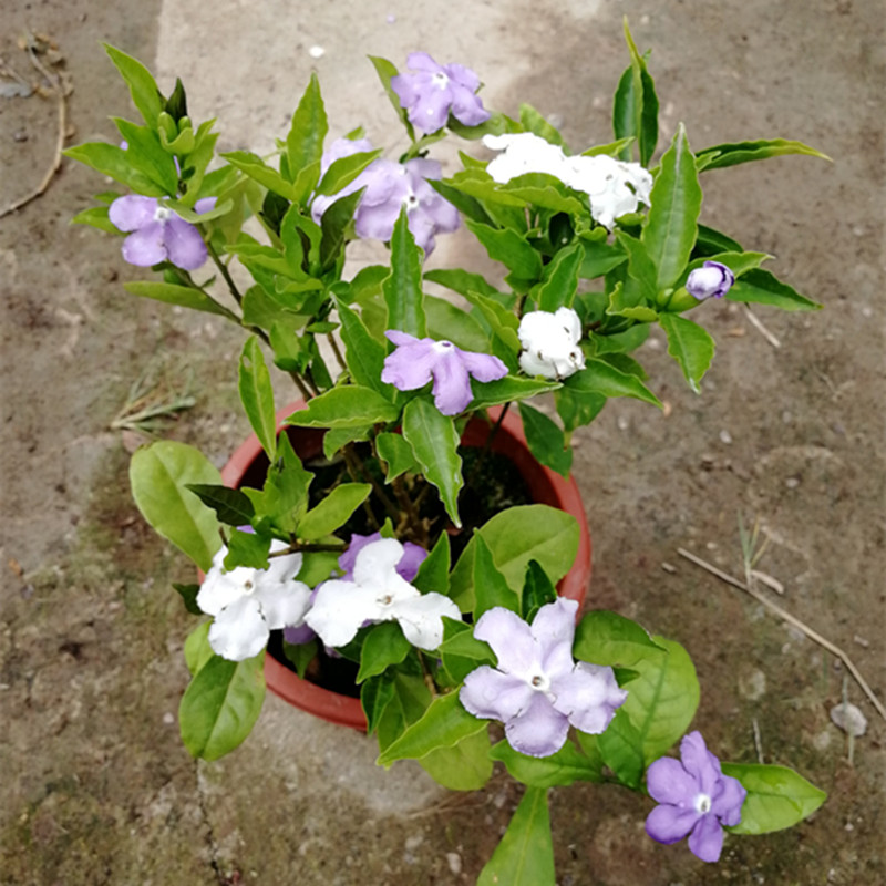 孙凯绿植 茉莉花盆栽 双色茉莉 白茉莉  虎头茉莉清香花卉室内盆栽