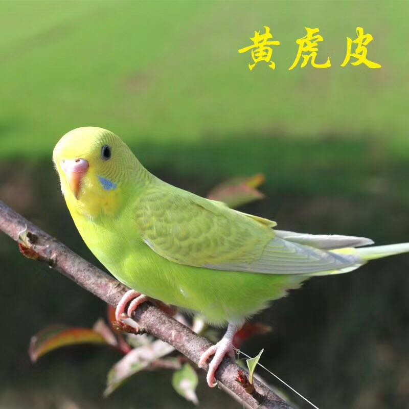 鹦鹉鸟活体 人工饲养繁殖宠物鸟黄化爱情鸟牡丹黄桃观赏鸟手养 黄皮