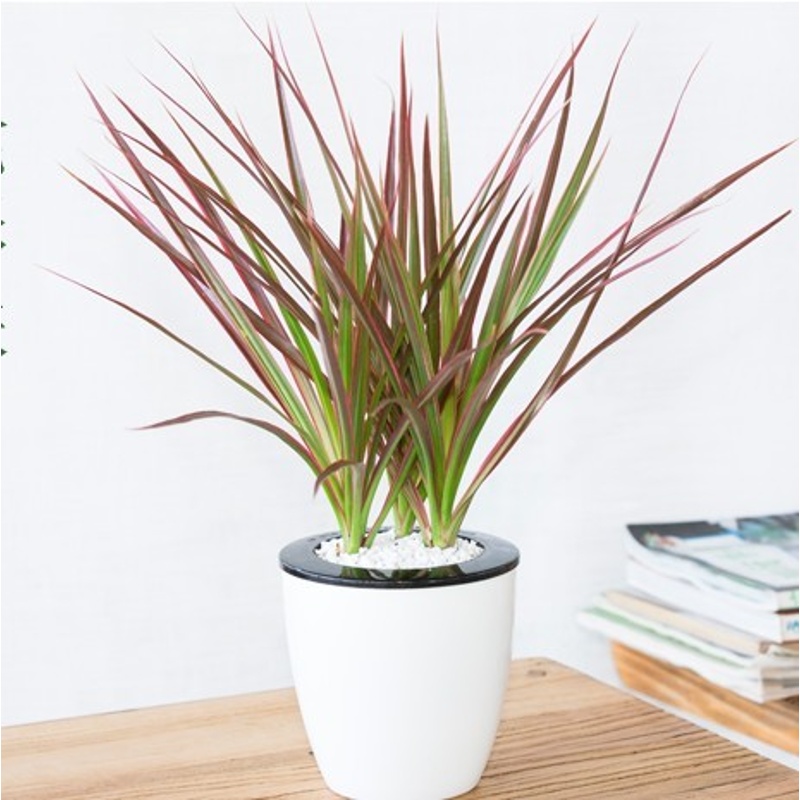 七彩铁盆栽绿植办公室内花卉盆景植物小四季新奇植物 七彩铁 带盆栽好