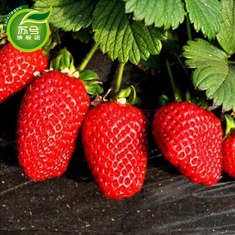 草莓苗 盆栽草莓苗批发阳台草莓苗四季草莓苗大棚苗草莓苗 达赛