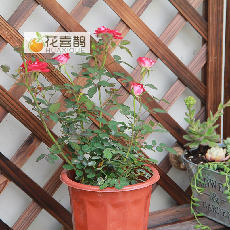 蔷薇玫瑰花苗藤本月季爬藤欧月灌木植物盆栽花卉爬藤植物 藤本小女孩
