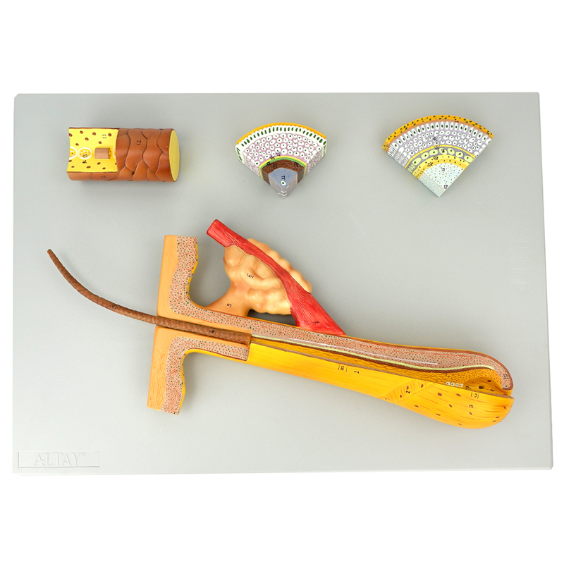 enovo颐诺毛发毛囊头发解剖结构模型 化妆美容美发 发洗发护发产品