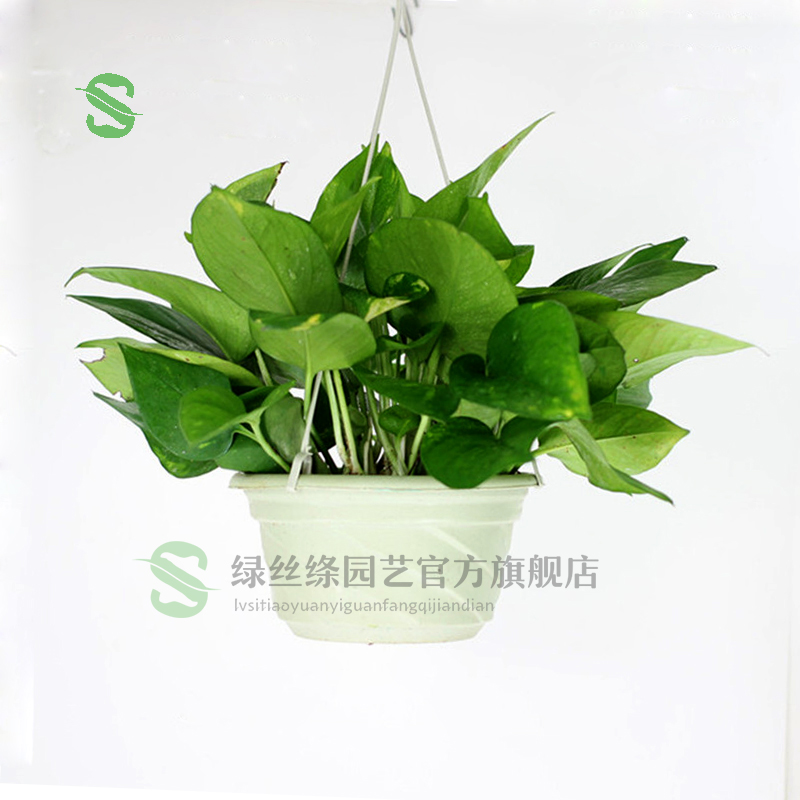 绿丝绦垂吊绿植花卉四季常青阳台客厅庭院悬挂植物 绿萝(整盆 挂钩)
