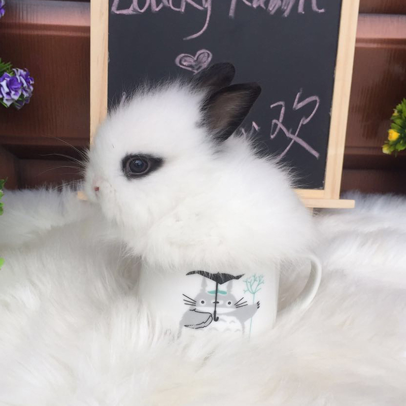猫猫兔子活物小体安哥拉长毛兔 道奇猫猫兔 礼物送 凤眼猫猫兔1只