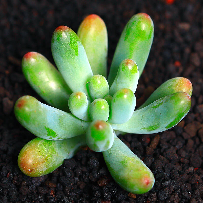 若绿真便宜多肉好养老桩绿植花卉小苗肉肉花植物小盆栽清棚 乙女心 不