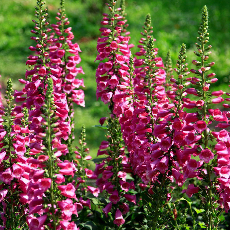 梦族园林(mengzuyuanlin) 花种子金鱼草种子狮子花草四季阳台盆栽景观