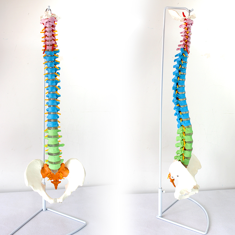ENOVO颐诺医学人体教学脊柱模型正骨手法练习脊椎脊柱骨骼模型中医推拿按摩正骨脊柱模型脊柱梳理中老年