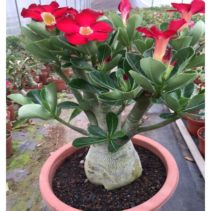 昊兰诺重瓣绿植沙漠玫瑰苗观叶观花植物当年开花盆栽花卉 3年沙漠玫瑰