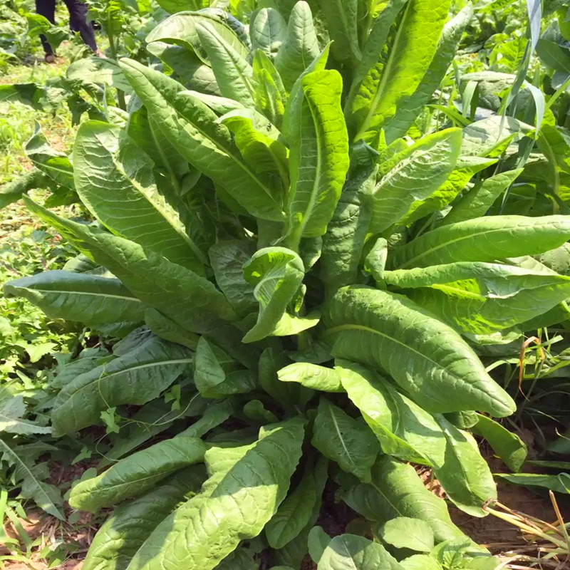 种子进口多年生耐寒高产四季牧草南方猪羊牛兔鸡鸭鹅 包衣菊苣一斤