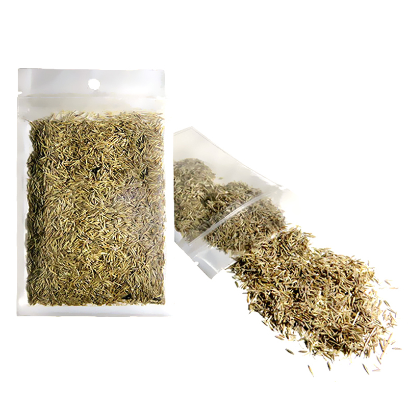 箱装饰快速成景爱情草牛毛草种子陶粒 冬牛毛大叶牛毛草(水草种子)