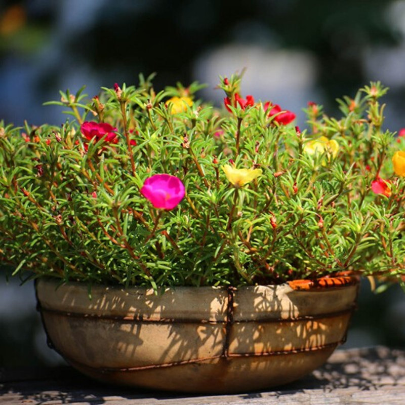 ������ ̫�����������ֻ������������˻����ذ굥���ɫ���������̻�����������ɫ ����̫�������ӻ�ɫ10000��+˵��